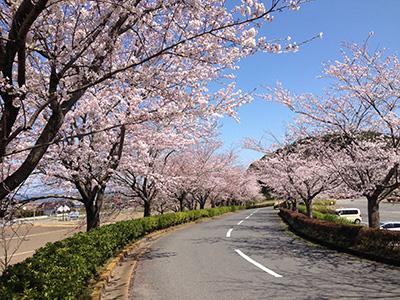 桜ゴルフ倶楽部の最新画像