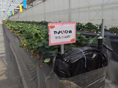 檜山いちご園の最新写真