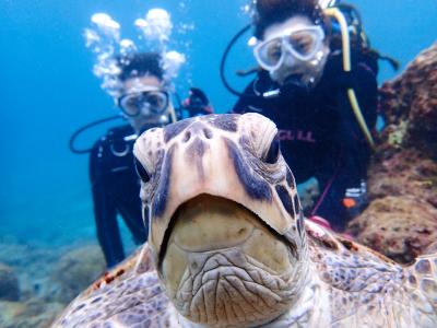 屋久島自然案内の最新写真