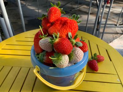 くだもの王国（松里果樹園）の最新写真