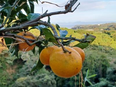 飯島みかん園の最新写真