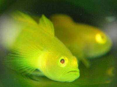 大瀬崎ダイバーズインフジミの最新写真