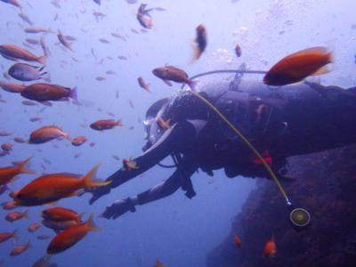 ノーチラス nautilusの最新写真
