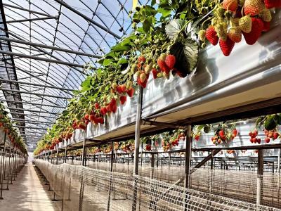 いちご館窪田の最新写真