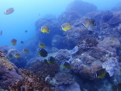 GREET DIVERS グリートダイバーズの最新写真