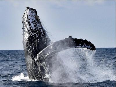 パイレーツマリンクラブの最新写真