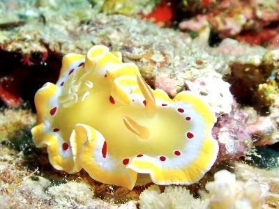 HANON Diving Serviceの最新画像
