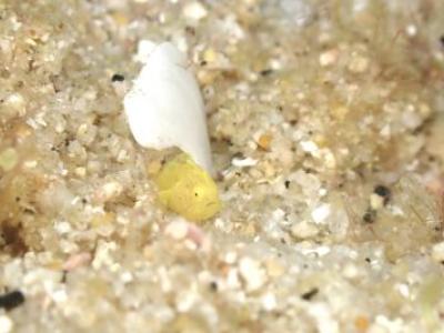 HANON Diving Serviceの最新写真