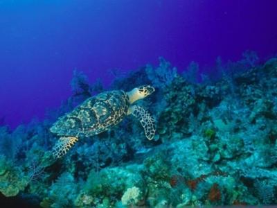 SUNNY DIVERS サニーダイバーズの最新写真