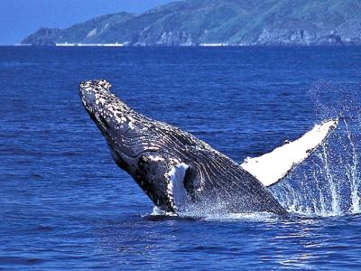 ロコブロス LOCAL BROSの最新写真