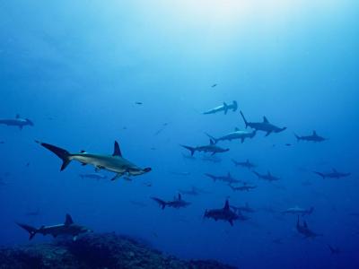 Sea Guide & ゲストハウス凪の最新画像