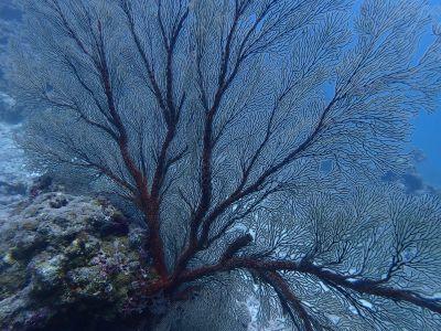 ヌヌ・アドベンチャー・クラブの最新写真