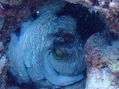 ヌヌ・アドベンチャー・クラブ石垣島の最新画像