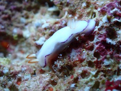 ヌヌ・アドベンチャー・クラブ石垣島の最新画像