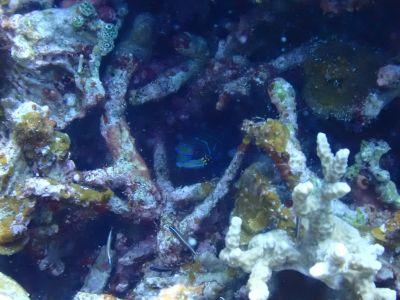 ヌヌ・アドベンチャー・クラブ石垣島の最新画像