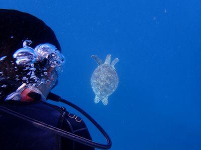 ヌヌ・アドベンチャー・クラブ石垣島の最新画像