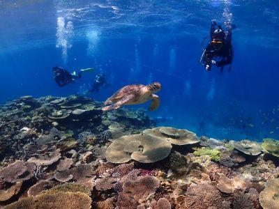 NABE′s DIVE ナベズダイブの最新写真