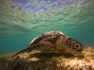 奄美大島北部ダイビングショップ LeapScubaAmamiの最新写真