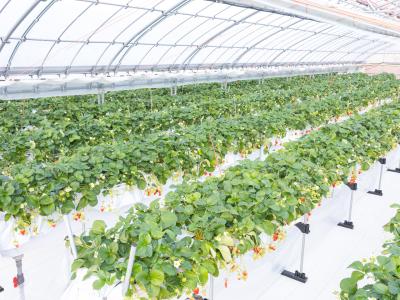 アグリモンスタースペシャルの最新写真