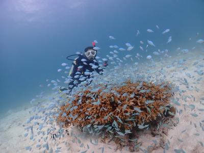 Sea connectionの最新写真