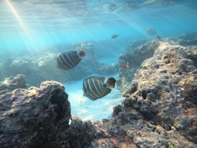 ハウオリ・オーシャン・スタイル Hau'oli Ocean Styleの最新写真
