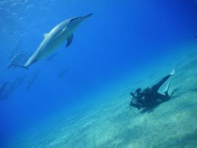 ハウオリ・オーシャン・スタイル Hau'oli Ocean Styleの最新写真