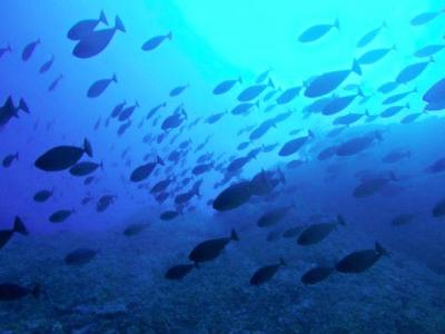 ナイスダイブ Nice Diveの最新画像