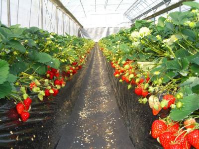 館山いちご狩りセンターの最新写真