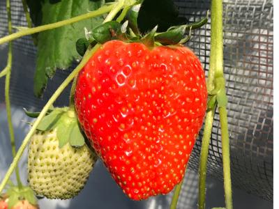 strawberry farm ふじもとの最新写真