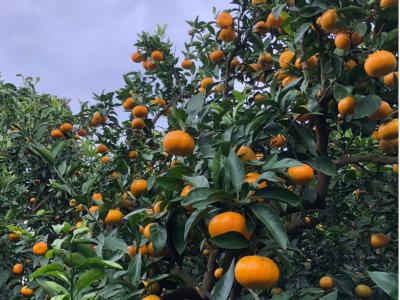 長澤マルユみかん園の最新写真