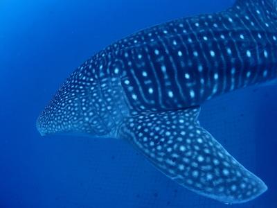 リトルケープ ダイビングサービスの最新写真