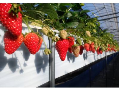 まるせい農園の最新写真