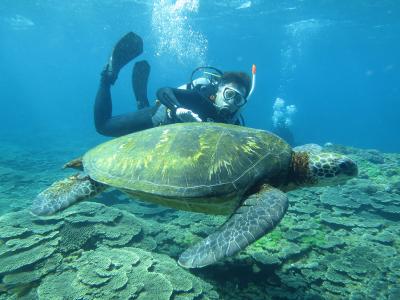 八丈島レグルスダイビングの最新写真