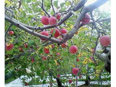 中込農園の最新写真