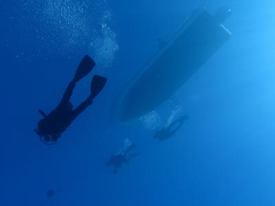 ピリアロハの最新写真