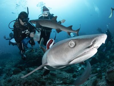 アウリィダイブ aulii diveの最新写真