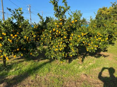 FRUIT PARK YOKOHAMA 芝口果樹園の最新写真