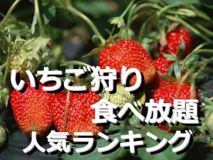 いちご狩り食べ放題の人気ランキング