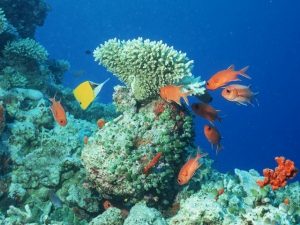 セブ島のダイビングスタイル