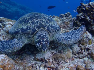 ヌヌ・アドベンチャー・クラブ石垣島の最新画像