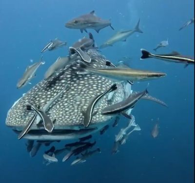 KOH TAO NUTS コタオナッツの最新写真