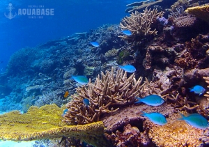 アクアベース AQUABASEの最新写真