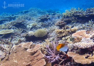 アクアベース AQUABASEの最新写真