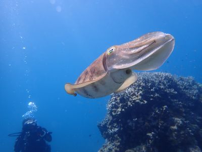 ヒートハートクラブ石垣島の最新写真