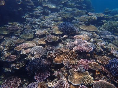 ヌヌ・アドベンチャー・クラブ石垣島の最新写真