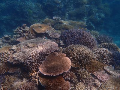 ヌヌ・アドベンチャー・クラブ石垣島の最新写真