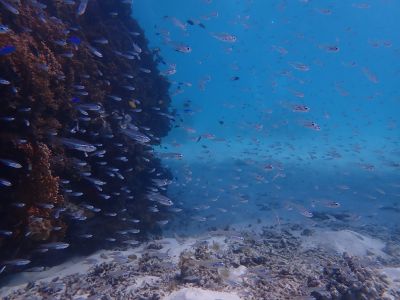 ヌヌ・アドベンチャー・クラブ石垣島の最新写真