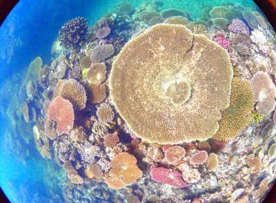 HANON Diving Serviceの最新写真