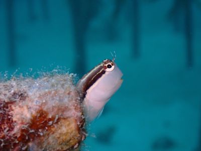 ヌヌ・アドベンチャー・クラブ石垣島の最新画像