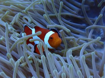 ヌヌ・アドベンチャー・クラブの最新写真